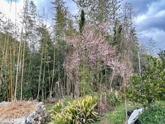 金屋 売地 950万円